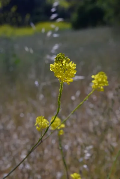 DSC_6116 (Large).JPG